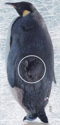 표범물범 등 일부 물범은 펭귄을 잡아 먹는다. 사진은 물범으로부터 습격받은 직후의 황제펭귄. 물범에게 공격받은 부위(흰 원)을 확인할 수 있다. 김정훈 제공