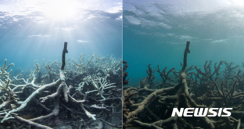 【 오션에이전시/XL케이틀린 시뷰 서베·AP/뉴시스】호주 리자드 섬 바닷속 대산호초의 2016년 3월(왼쪽)과 5월의 모습. 백화현상이 관측된지 2개월만에 산호초가 폐사한 것을 볼 수있다. 2017.03.13