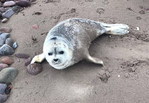 2일(현지시간) 케리주 해변에서 발견된 새끼 고리무늬물범./사진=아일랜드 바다표범 구조대