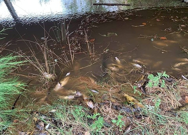 강물에 유입된 산불재로 죽어가는 물고기들, 사진=페이스북