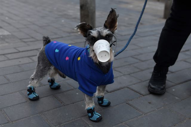 4일 베이징에서 한 주민이 종이컵을 강아지 입에 씌우고 산책하고 있다. AFP=연합뉴스