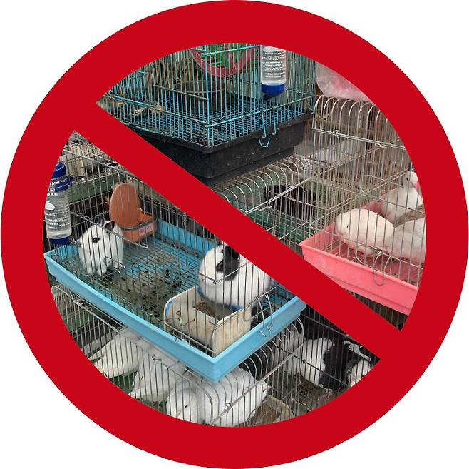 서울 청계천의 한 반려동물 매장에서 조류와 토끼 등을 좁은 우리에 가둬둔 모습. 열악한 환경에서 면역력이 떨어진 동물들은 병원체에 감염될 가능성이 높고, 사람에게도 질병을 옮길 위험이 커진다.  사진 | 동물복지문제연구소 어웨어 제공