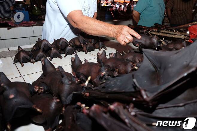 말린 박쥐 © AFP=뉴스1