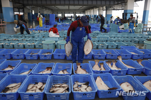 [소마=AP/뉴시스]지난달 27일 일본 후쿠시마현 소마의 생선 공판장에서 한 어민이 경매용 생선을 분류하고 있다. 2019.12.13.