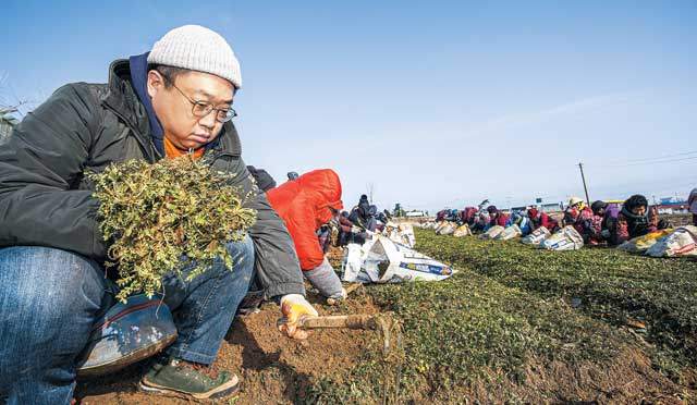 쭈그려 앉는 것도 기술이 필요하다는 걸 냉이 캐면서 알게 됐다. 완전히 쭈그려 앉지 못해 엉거주춤 기합받는 자세로 냉이를 캐다 보니 10분이 채 되지 않아 허리가 부러질 듯했다. 괭이를 왼손에 든 건 기자가 왼손잡이라서다. / 김종연 영상미디어 기자