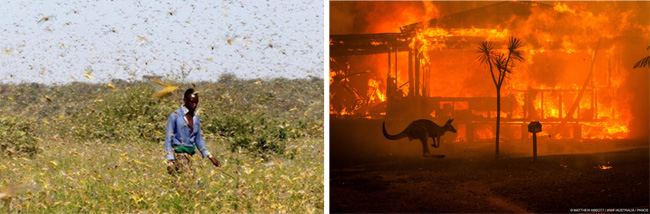 케냐 하늘을 덮은 사막메뚜기떼(왼쪽). 호주산불. [KTN News Kenya 공식유튜브 캡쳐, 세계자연기급(WWF) 호주지부]