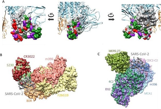 코로나19 바이러스 스파이크 단백질의 3차원 구조(A)와 사스 중화항체 (B) 및 메르스 중화항체(C) 결합 예측/사진=화학연