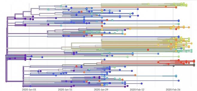 넥스트스트레인으로 317개 코로나19 바이러스 게놈의 계통도를 그린 결과다. 넥스트스트레인 캡쳐