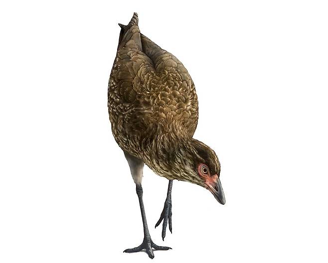 닭과 오리의 특징을 모두 갖춘 ‘원더 치킨’의 상상도. 중생대 말 공룡시대 해안에 살았으며, 화석이 발견된 현생 조류의 가장 오랜 조상이다. 필립 크세민스키 제공.