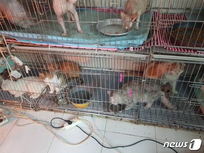부산 수영구 한 주택 철장에 갇힌 채로 발견된 고양이. 경찰에 따르면 이 주택에서 총 230여 마리의 품종묘 등 고양이가 발견됐다.© 뉴스1 DB