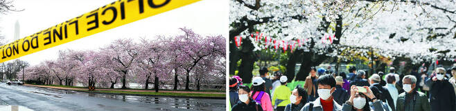 미국 수도 워싱턴 DC의 벚꽃이 만개한 거리에 23일(현지 시각) '폴리스라인 넘지 마시오(Police Line Do Not Cross)'라고 적힌 차단선이 설치돼 있다(왼쪽 사진). 시 당국은 이날 코로나 확산 방지를 위해 시내 주요 벚꽃 명소를 완전히 봉쇄했다. 일본의 풍경은 다르다. 24일 일본 도쿄 우에노 공원에 많은 시민이 마스크를 끼고 벚꽃 구경을 나왔다(오른쪽 사진). 당국은 바이러스 확산을 경고하는 확성기 방송만 했을 뿐, 이들을 적극 저지하지는 않았다. /UPI AP 연합뉴스