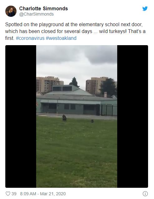미국 캘리포니아 주 한 초등학교에서 목격된 야생 칠면조들/사진=트위터 캡쳐