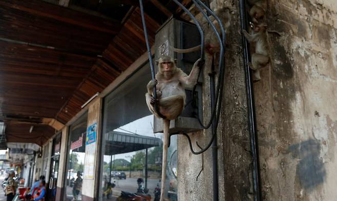 태국 롭부리시에 나타난 원숭이/사진제공=Reuters로이터