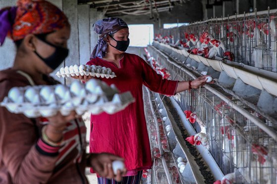 인도의 양계농가에서 코로나 19 대책으로 마스크를 쓴 채 달걀을 모으고 있다. [AFP=연합뉴스]
