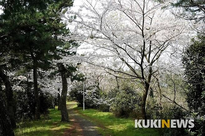 둘레길을 시작했던 방향으로 향하는 능선길에는 소나무와 벚나무가 잘 어울려 있다.