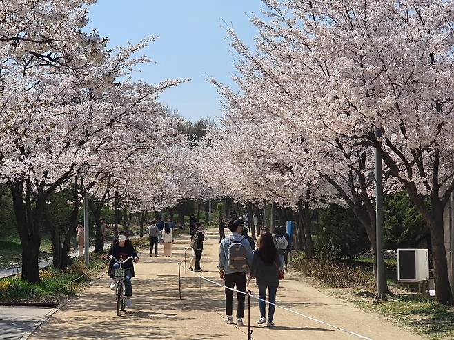 3일 오후 1시쯤 서울 성동구 서울숲에 시민들이 벚꽃을 구경하러 나온 모습. 다들 코로나 감염 우려에 거리를 두고 있다. /사진= 정경훈 기자