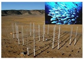 미국 칼텍(캘리포니아 공과대학) 연구진은 물고기가 떼를 지어 이동하는 원리를 밝혀 풍력 발전 단지 배치에 응용했다/사진=칼텍