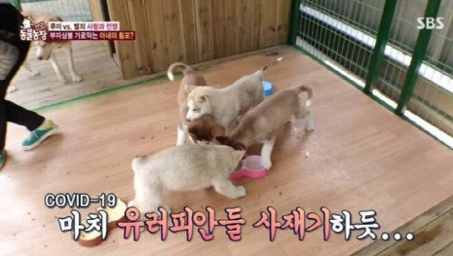 SBS ‘TV 동물농장’ 캡처.