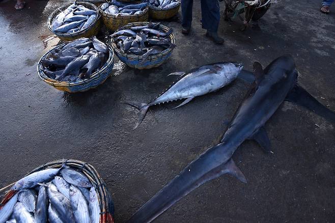 인도네시아 람풀로항에 함께 진열중인 참치와 상어. 참치는 상어의 주된 먹이인 까닭에, 참치 그물이나 참치잡이 낚시에 종종 상어가 걸려 올라온다. 게티이미지뱅크