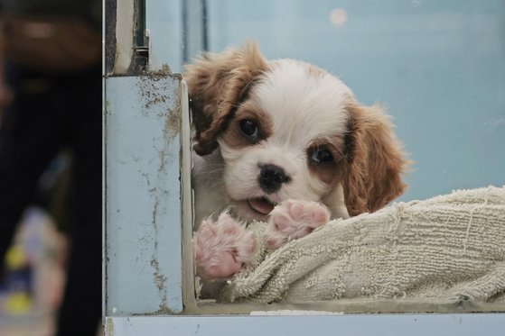 지난달 5일 홍콩의 한 펫샵에서 강아지 한 마리가 창밖을 내다보고 있다. [AP=연합뉴스]
