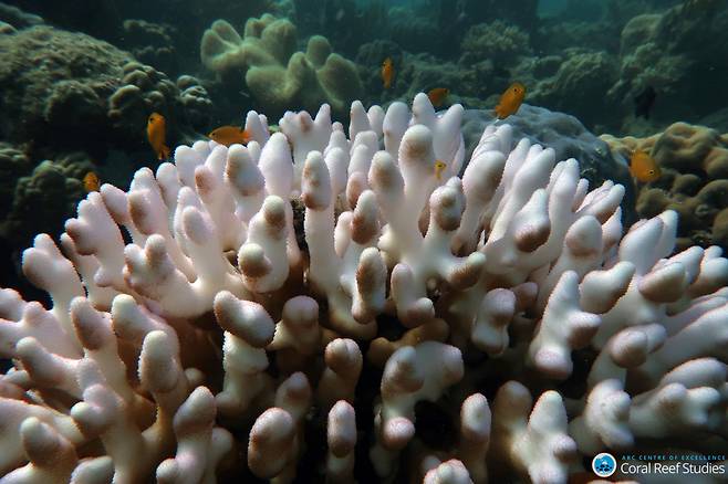 백화현상이 나타난 호주 그레이트배리어리프 산호의 모습. 크리스틴 브라운, 호즈연구협의회(ARC) 산호초연구센터 제공.