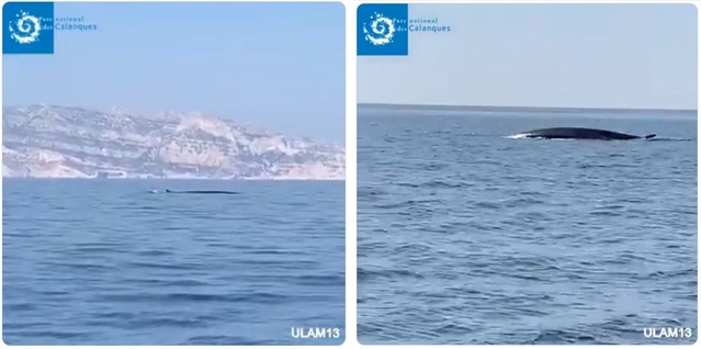 [서울=뉴시스] 프랑스 해양순찰대는 9일(현지시간) 트위터에 마르세이유 깔랑크 해양국립공원에서 포착된 고래의 영상을 게시하고 "긴수염고래가 보호 수역에서 발견되고 촬영되는 건 굉장히 드문 일"이라고 설명했다. (사진출처=프랑스 해양순찰대 트위터 캡처) 2020.4.10.