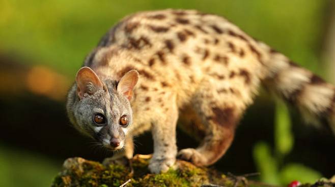 '사스' 중간숙주로 지목된 사향고양이(Viverridae) (사진=Fotolia)