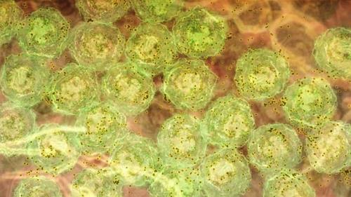 염증 신호 염증 신호를 받아 항체(갈색)를 만드는 B세포(녹색).   병세가 위중한 코로나19 환자는 '사이토카인 폭풍'이라는 과잉 면역 반응을 일으킨다.  [월터 & 엘리자 홀 의학 연구소 제공]