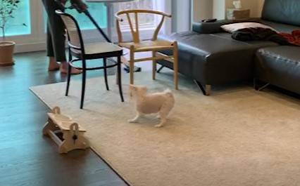 청소기를 보고 짖으면서도, 멀리 떨어지진 않는 똘이. 무서우면서도, 보호자가 갖고 있기에 호기심이 있는 거란다./사진=남형도 기자 아내