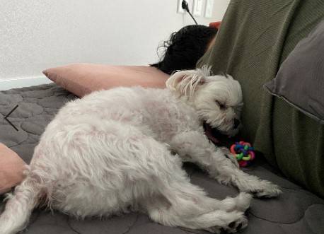 똘이는 늘 곤히 기대어 잔다, 내 몸 어딘가에. 곁을 내어주는 것 또한 행복이다./사진=남형도 기자 아내