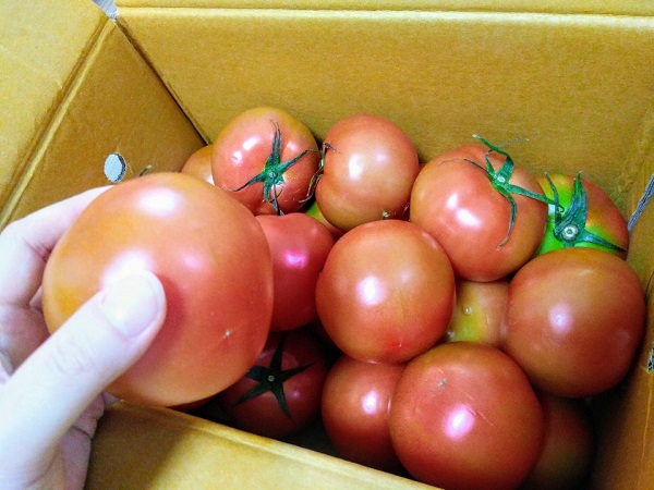 인빌쇼핑에서 주문한 전남 화순 제철 토마토 5kg.