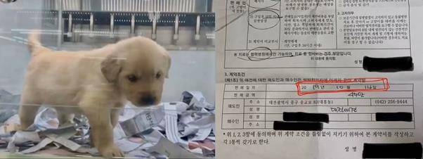 유튜브 채널 ‘갑수목장’에 대한 폭로 영상에 담긴 박모 씨의 강아지 ‘절구’가 펫샵에 진열돼있는 모습(왼쪽)과 고양이 ‘레이’를 입양해왔다는 영상을 올리기 전날 박씨가 레이를 구입하며 가명으로 작성했다는 계약서. 유튜브 ‘갑수목장 폭로합니다’ 캡처