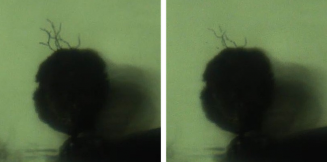 실리콘 절연체에 전기트리가 만들어진 모습(왼쪽). 마이크로캡슐에서 나온 용액이 균열을 메우며 전기트리가 사라지고 있다. 한국과학기술연구원(KIST) 제공