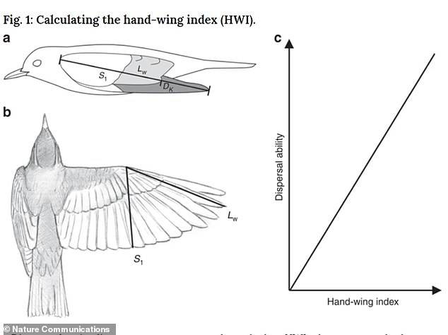 연구진은 ‘손-날개 지수’(HWI·hand-wing index)를 사용해 새들의 날개 모양을 비교 분석했다.(사진=네이처 커뮤니케이션스)