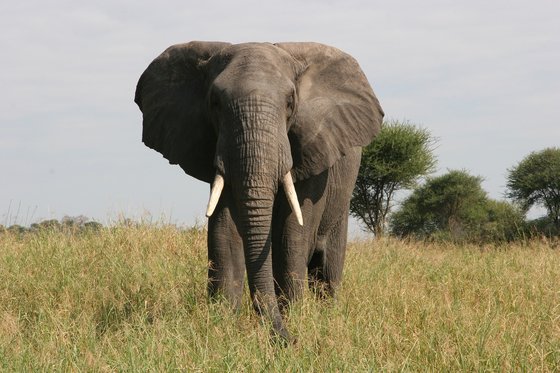 코끼리는 대부분 60세가 되면 어금니가 다 닳아서 더 이상 씹지 못하게 되어 굶어 죽는다고 한다. 코끼리도 그렇지만 우리 인간에게도 씹는다는 행위는 생사와 직결되는 중요한 활동임에 틀림이 없다. [사진 Pixabay]