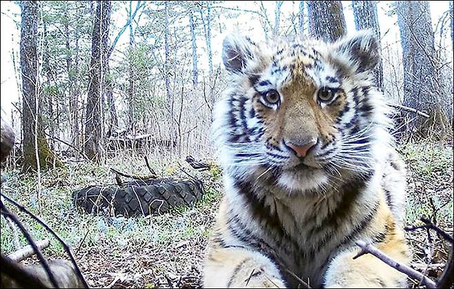 “도와주세요” 새끼 백두산 호랑이, 홀로 민가에 내려온 사연(사진=PRNCO Tiger Center)