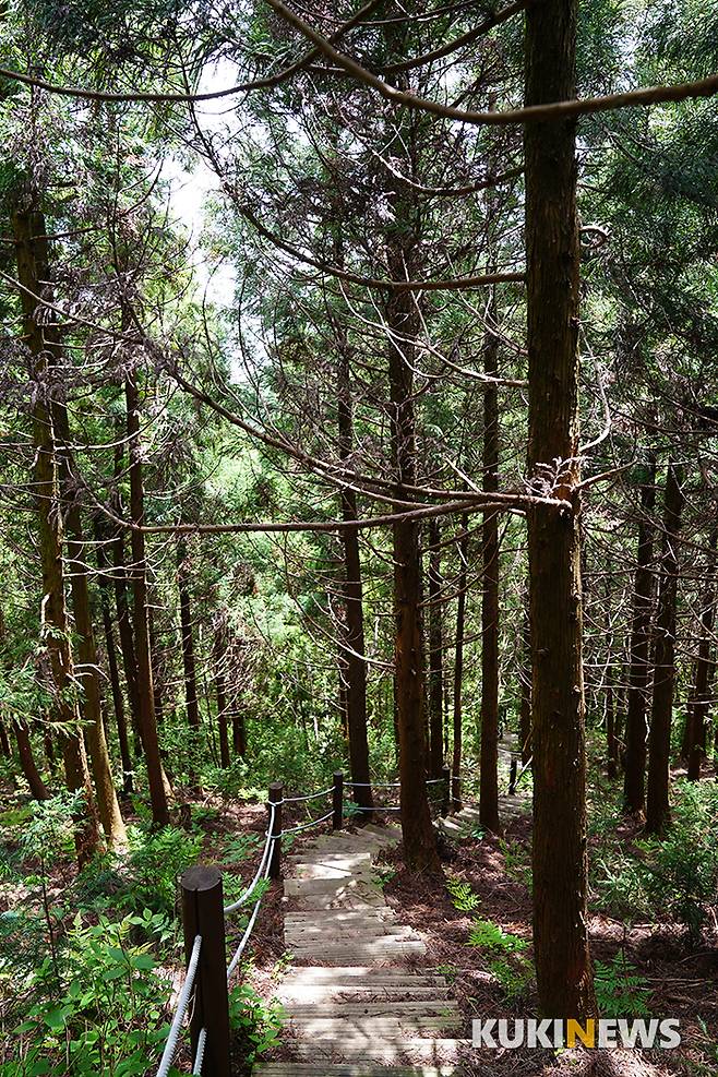 걷다가 문득 나타나는 삼나무 울창한 내리막길은 올라올 때의 길보다 훨씬 멀게 보이는데  마치 깊은 계곡으로 내려가는 느낌마저 든다.