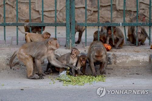 인도의 원숭이 무리 자료사진 [AFP=연합뉴스]