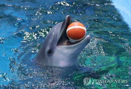 수족관에서 공을 물고 있는 돌고래 [연합뉴스 자료사진]