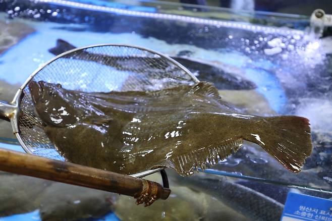 광어(넙치)/사진=머니투데이