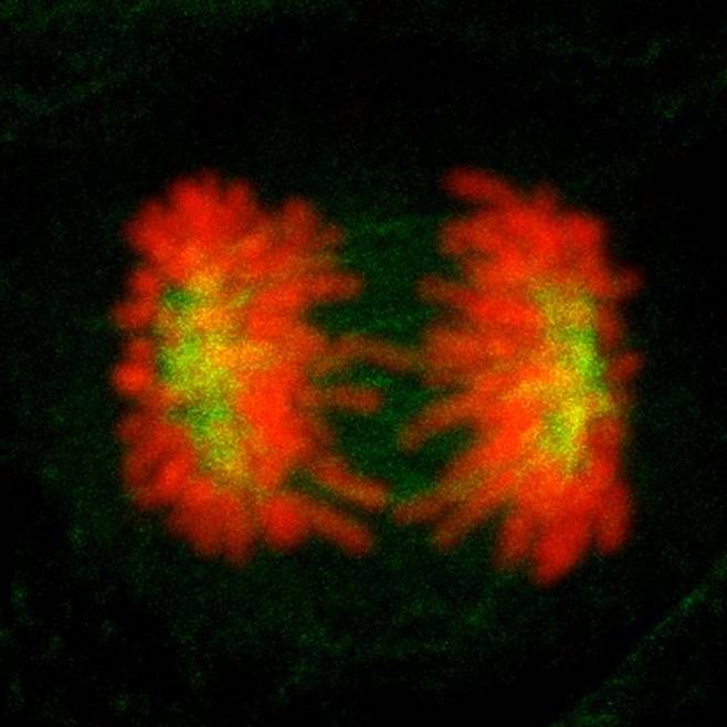 세포 분열의 순간 = 체세포 분열에 의해 하나의 세포가 두 개의 딸세포로 나뉘는 순간.  세포 내 미소관(녹색)이 크로모솜(적색)을 양쪽으로 끌어당기고 있다.  [소크 연구소 제공 / 재판매 및 DB 금지]