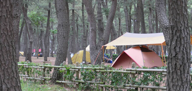 코로나19 확산 이후 캠핑족이 급증했다. 지난 12일 강릉시 연곡면 해안로 송림에 있는 ‘솔향기캠핑장’도 텐트들로 가득 찼다.
