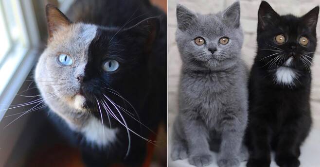 왼쪽은 완벽한 ‘두 얼굴’을 가진 고양이 나니아, 오른쪽은 나니아의 새끼들. 유전자를 반씩 나눠가진 듯 선명한 털 대비가 눈에 띈다.