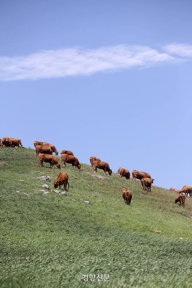 소들이 초지에서 풀을 뜯고 있다. 농촌진흥청 제공