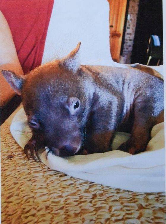 죽은 어미 웜뱃 주머니에서 구조한 새끼 웜뱃 미스비. Wombat Care Bundanoon