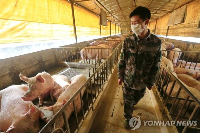 중국 쓰촨 지역의 돼지 농장. 기사와 무관한 사진 [EPA=연합뉴스]