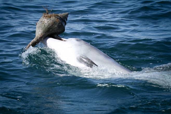 호주 서부 샤크만에 서식하는 남방큰돌고래가 쉘링 기술을 이용해 물고기를 사냥하는 모습. 소냐 와일드, 돌핀이노베이션프로젝트 제공.
