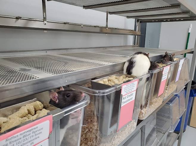 미국 위스콘신대 그린베이캠퍼스 생물학과 실험실에서 지내고 있는 실험쥐들의 모습.(사진=리처드 하인 교수 제공)