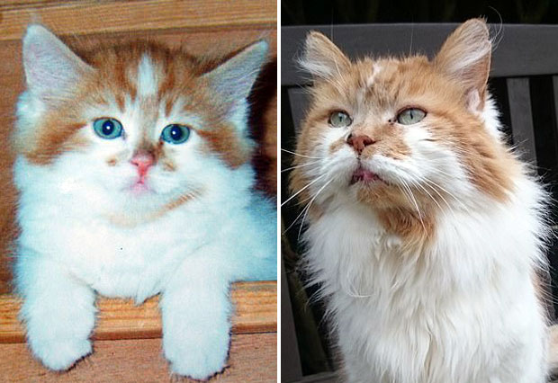 현존 최고령 고양이였던 ‘러블’이 32살 생일을 앞두고 세상을 떠났다. 3일(현지시간) 영국 데일리메일은 잉글랜드 데번카운티에서 주인과 함께 살던 고양이 ‘러블’이 지난 5월 숨을 거뒀다고 전했다.