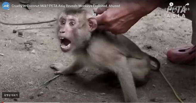 "태국서 코코넛 채취에 동원되면서 학대받는 원숭이들' [PETA 웹사이트 동영상 캡처. 재판매 및 DB 금지]